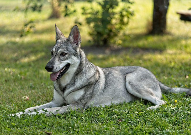 sarloso vilksunis Saarloos wolfdog 4