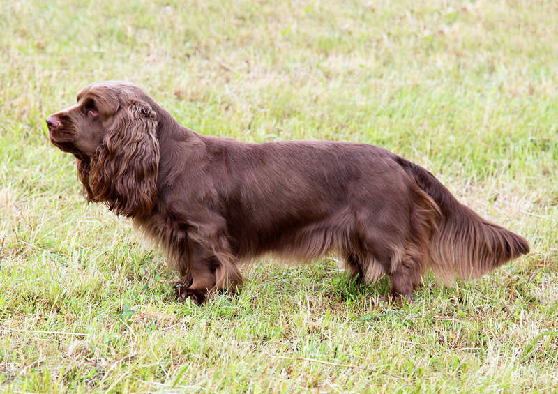 Sasekso spanielis (Sussex Spaniel)