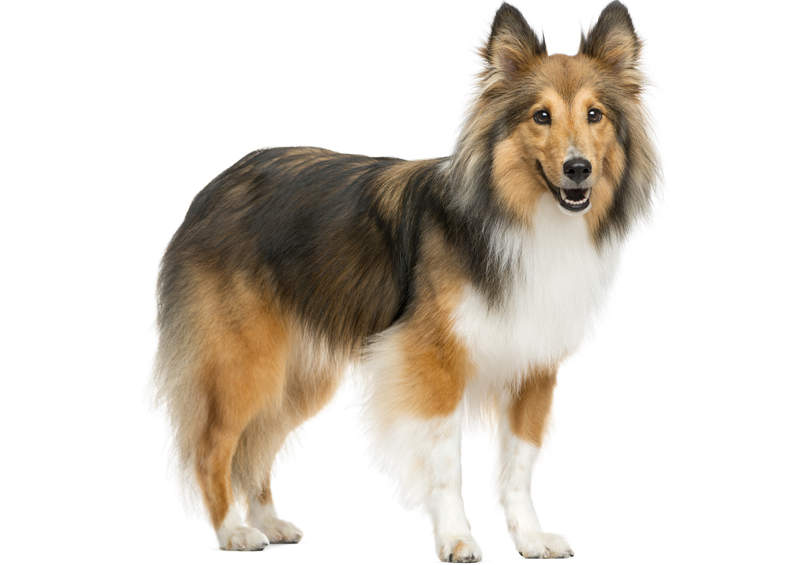 Šeltis (Sheltie)