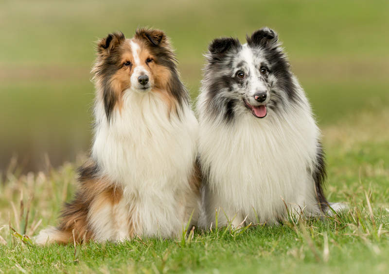 Šeltis (Sheltie)
