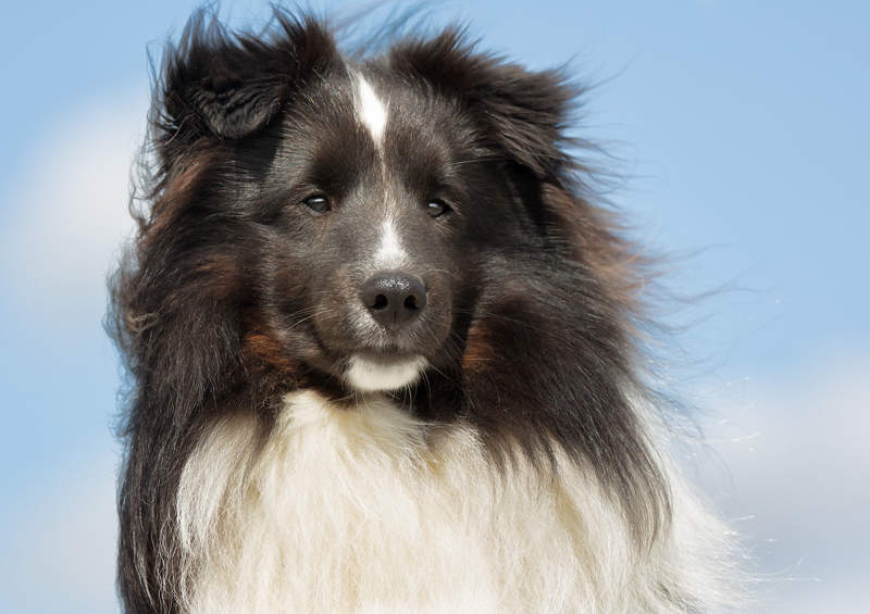 Šeltis (Sheltie)