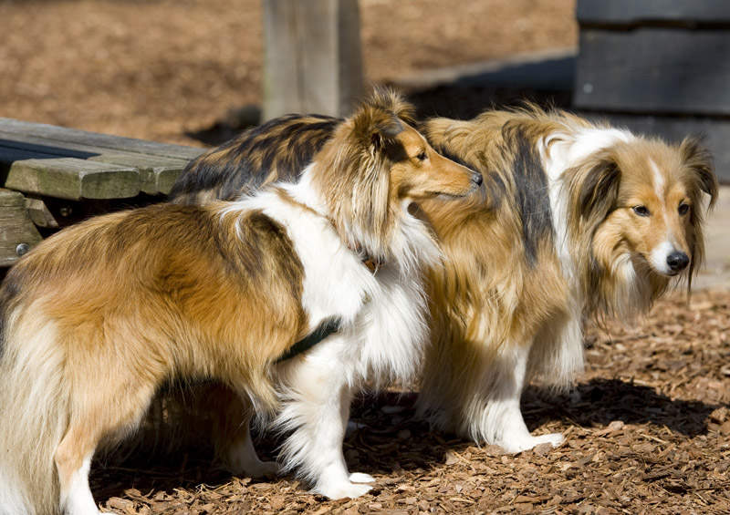 Šeltis (Sheltie)