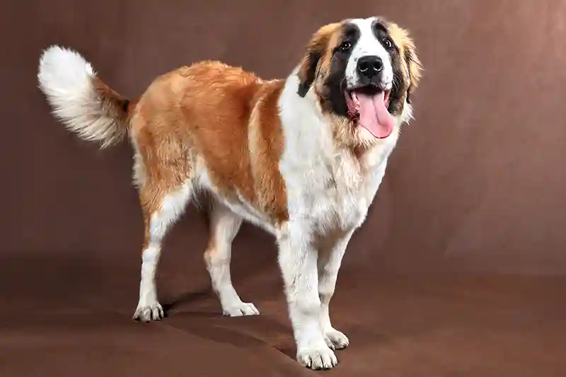 senbernaras St Bernard 3