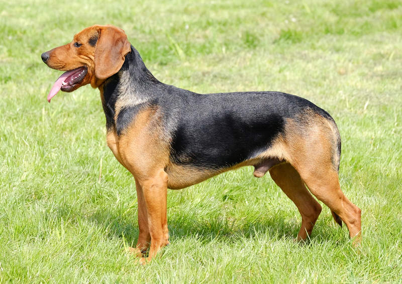 serbu skalikas Serbian Hound