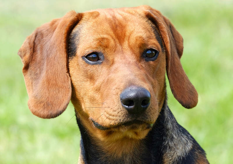 serbu skalikas Serbian Hound