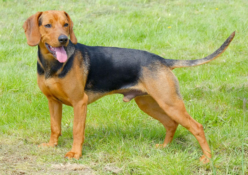 Serbų skalikas (Serbian Hound)