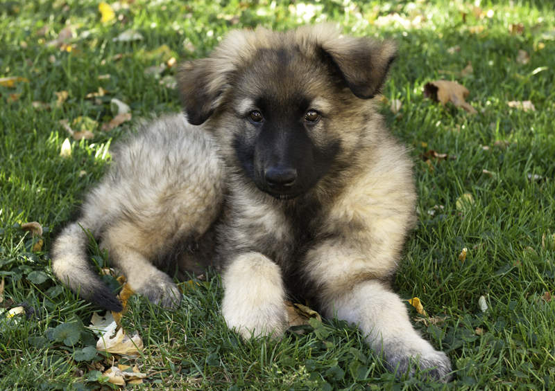 shiloh aviganio suniukas shiloh shepherd dog