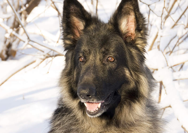 Shiloh aviganis (Shiloh Shepherd dog)