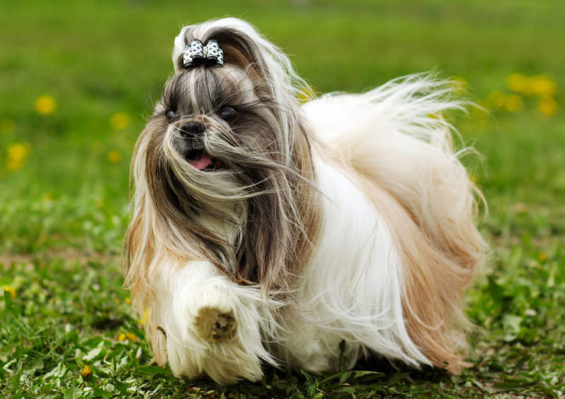 si Cu Shih Tzu