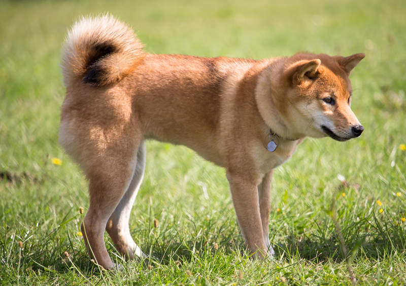 siba inu shiba inu