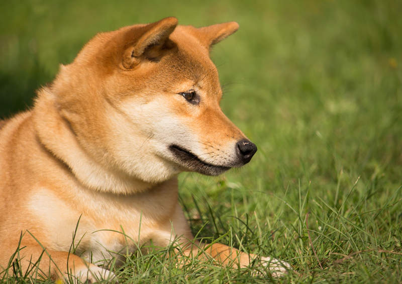 siba inu shiba inu