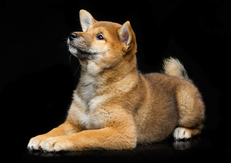 siba inu shiba inu
