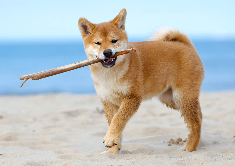 Šiba Inu šuniukas