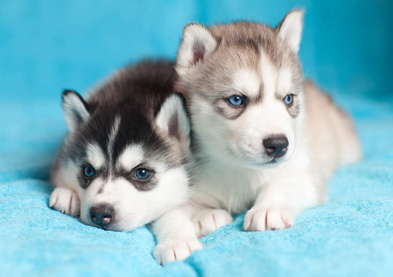 Sibiro haskio šuniukai (Siberian Husky)