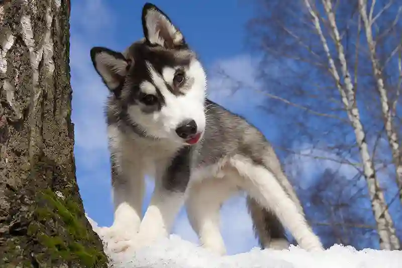 sibiro haskio suniukas