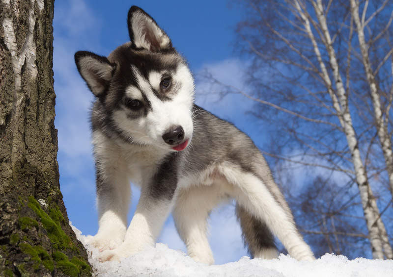 Sibiro haskio šuniukas (Siberian Husky)