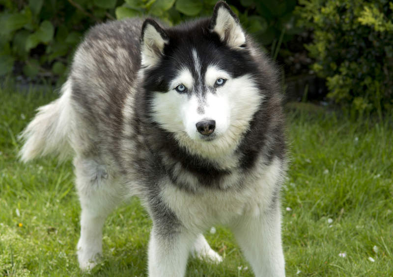 Sibiro haskis (Siberian Husky)