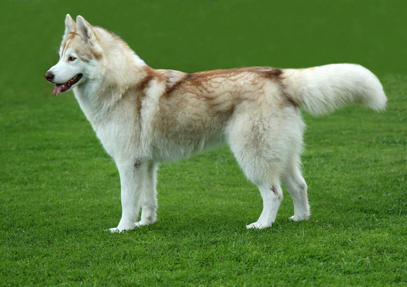 Sibiro haskis (Siberian Husky)