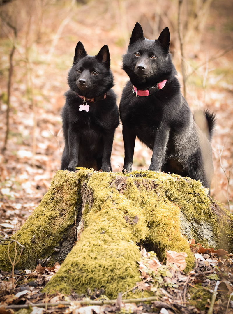 siperkai Schipperke