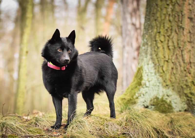 siperkas Schipperke 4