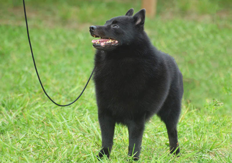 Šiperkas (Schipperke)