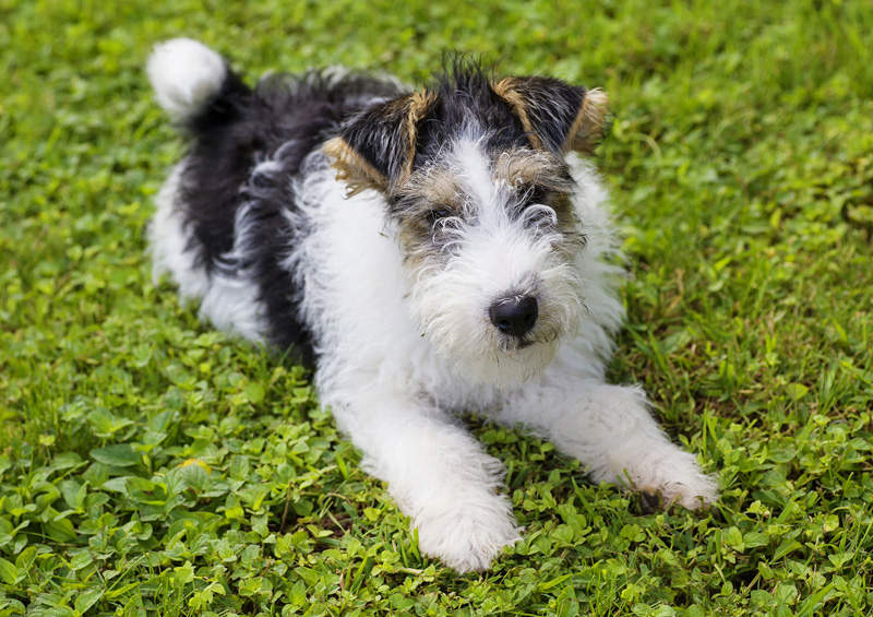 siurksciaplaukio foksterjero suniukas Wire Fox Terrier