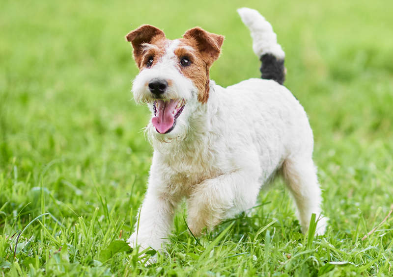 Šiurkščiaplaukis foksterjeras (Wire Fox Terrier)