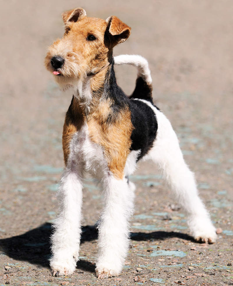 Šiurkščiaplaukis foksterjeras (Wire Fox Terrier)