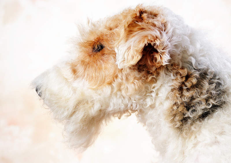 siurksciaplaukis foksterjeras Wire Fox Terrier