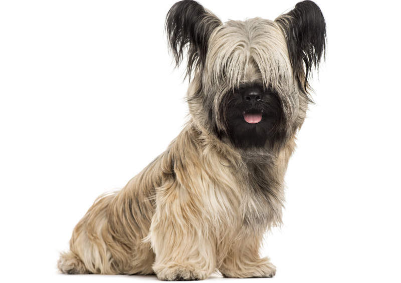 skajaus terjeras Skye Terrier