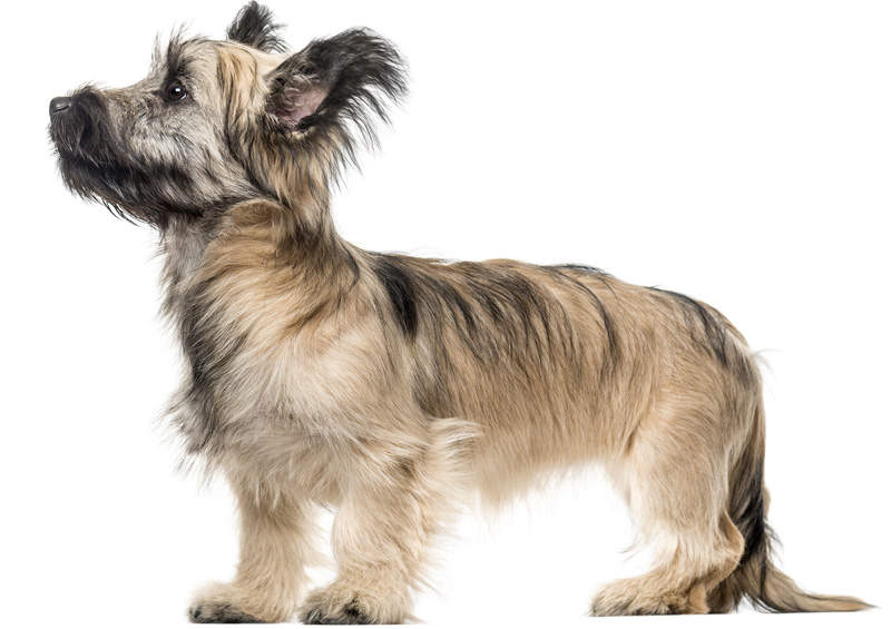 skajaus terjeras Skye Terrier