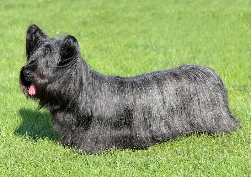 Skajaus terjeras (Skye Terrier)