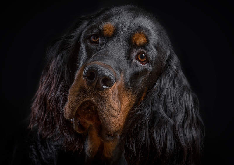 skotu seteris Gordon Setter