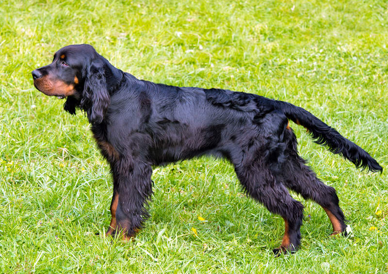 skotu seteris gordono seteris gordon setter