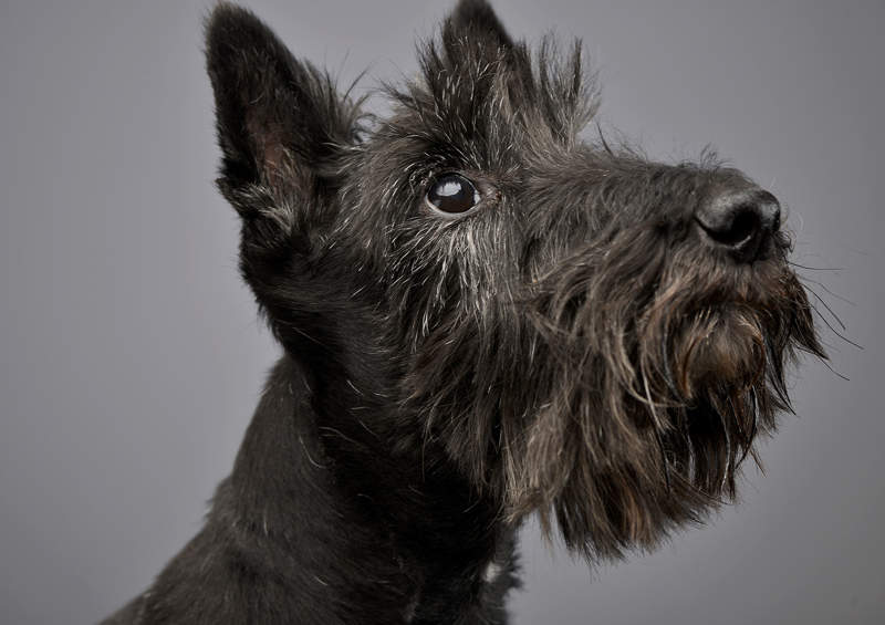 skotu terjeras Scottish Terrier