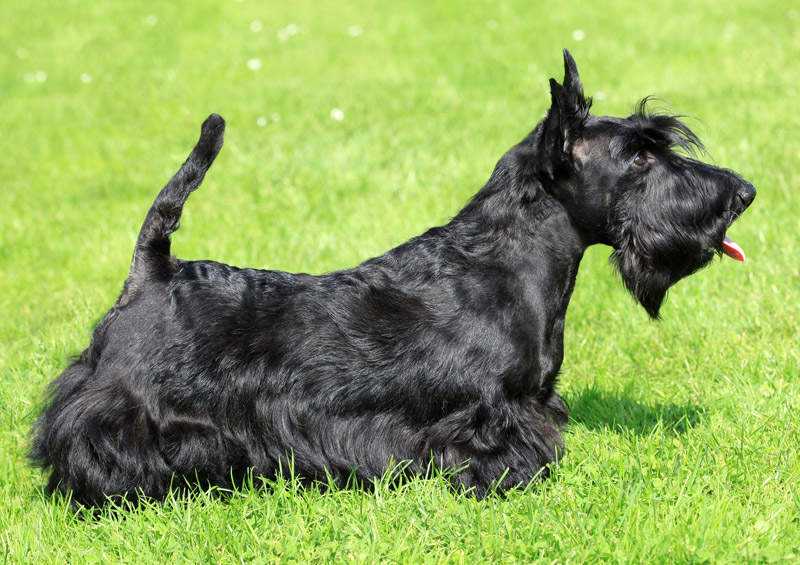 Škotų terjeras (Scottish Terrier)