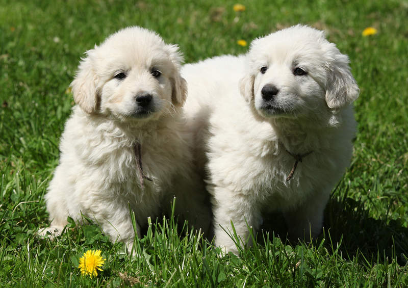 slovaku ciuvaco suniukai slovak cuvac