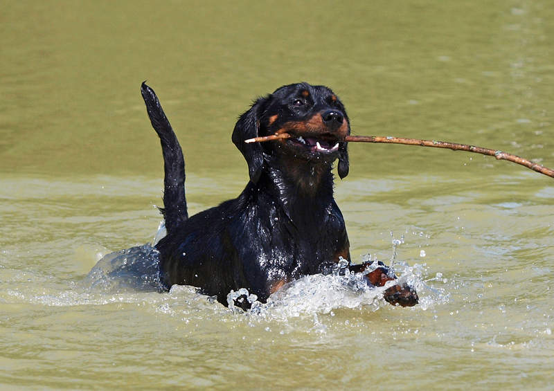 Slovakų skalikas (Slovakian Hound)