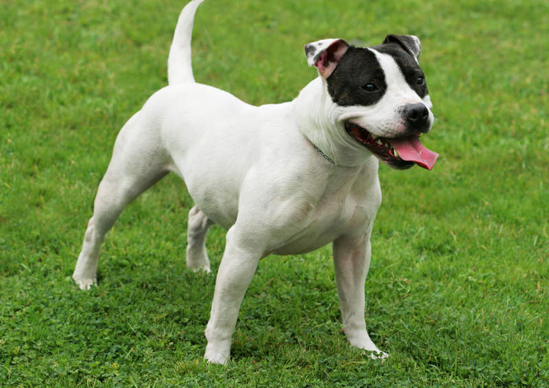 Stafordšyro bulterjeras (Staffordshire Bull Terrier) Stafordšyro bulterjeras (Staffordshire Bull Terrier)