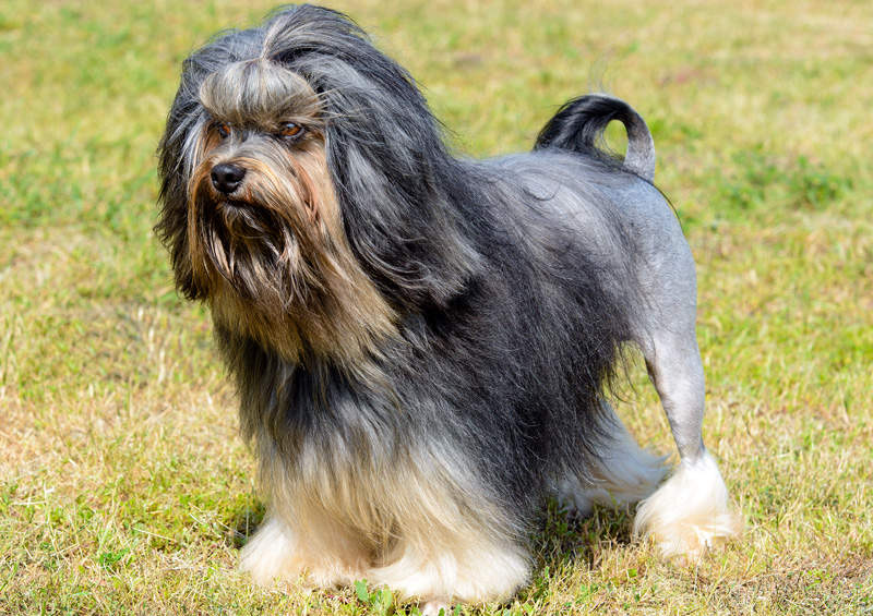Šuo liūtukas (Petit chien lion) Šuo liūtukas (Petit chien lion)