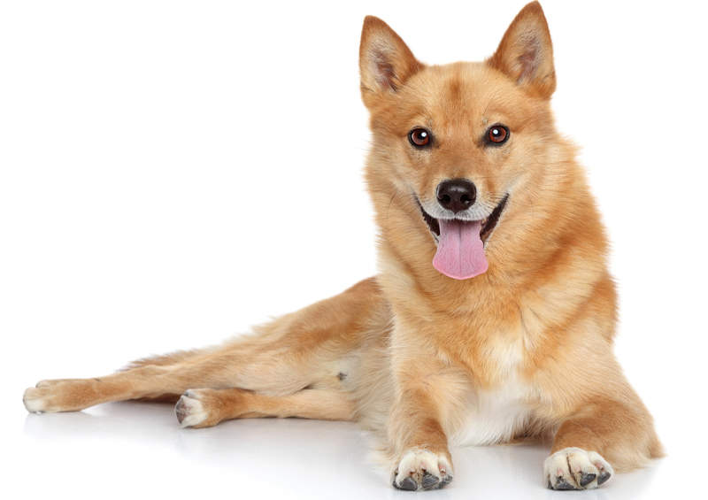 suomiu laika Finnish Spitz