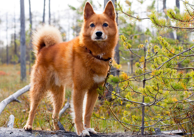 Suomių laika (Finnish Spitz)