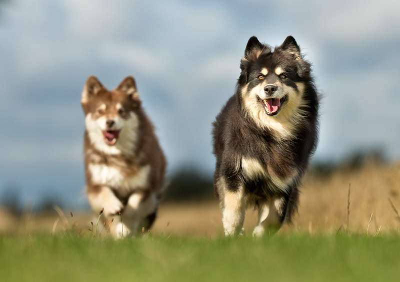 suomiu laphundai Finnish Lapphund