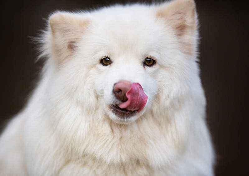 Suomių laphundas (Finnish Lapphund)