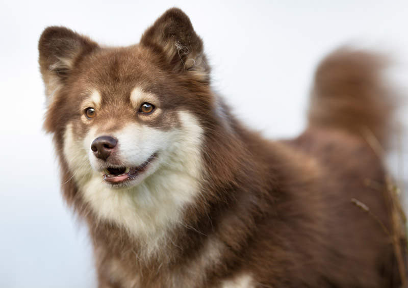 suomiu laphundas Finnish Lapphund