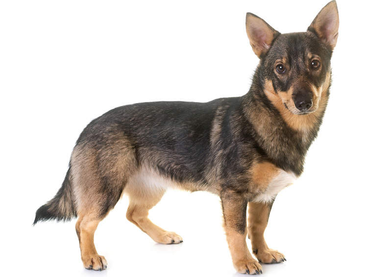 Švedijos valhundas (Swedish Vallhund)