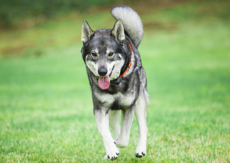 svedu elkhundas swedish elkhound