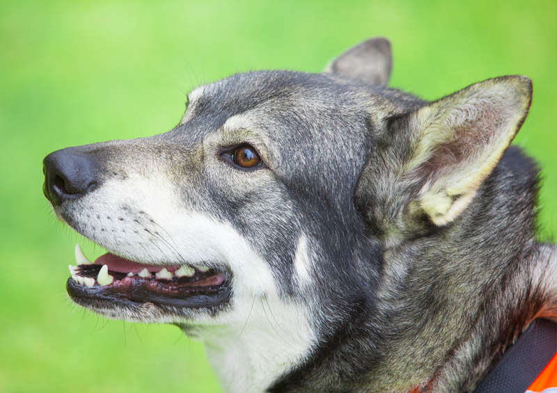 Švedų elkhundas (Swedish Elkhound)