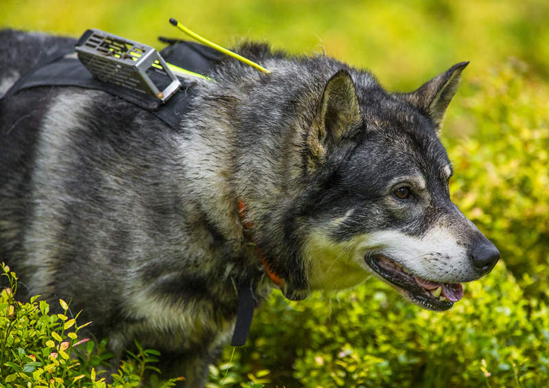 svedu elkhundas swedish elkhound