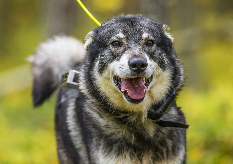 Švedų elkhundas (Swedish Elkhound)